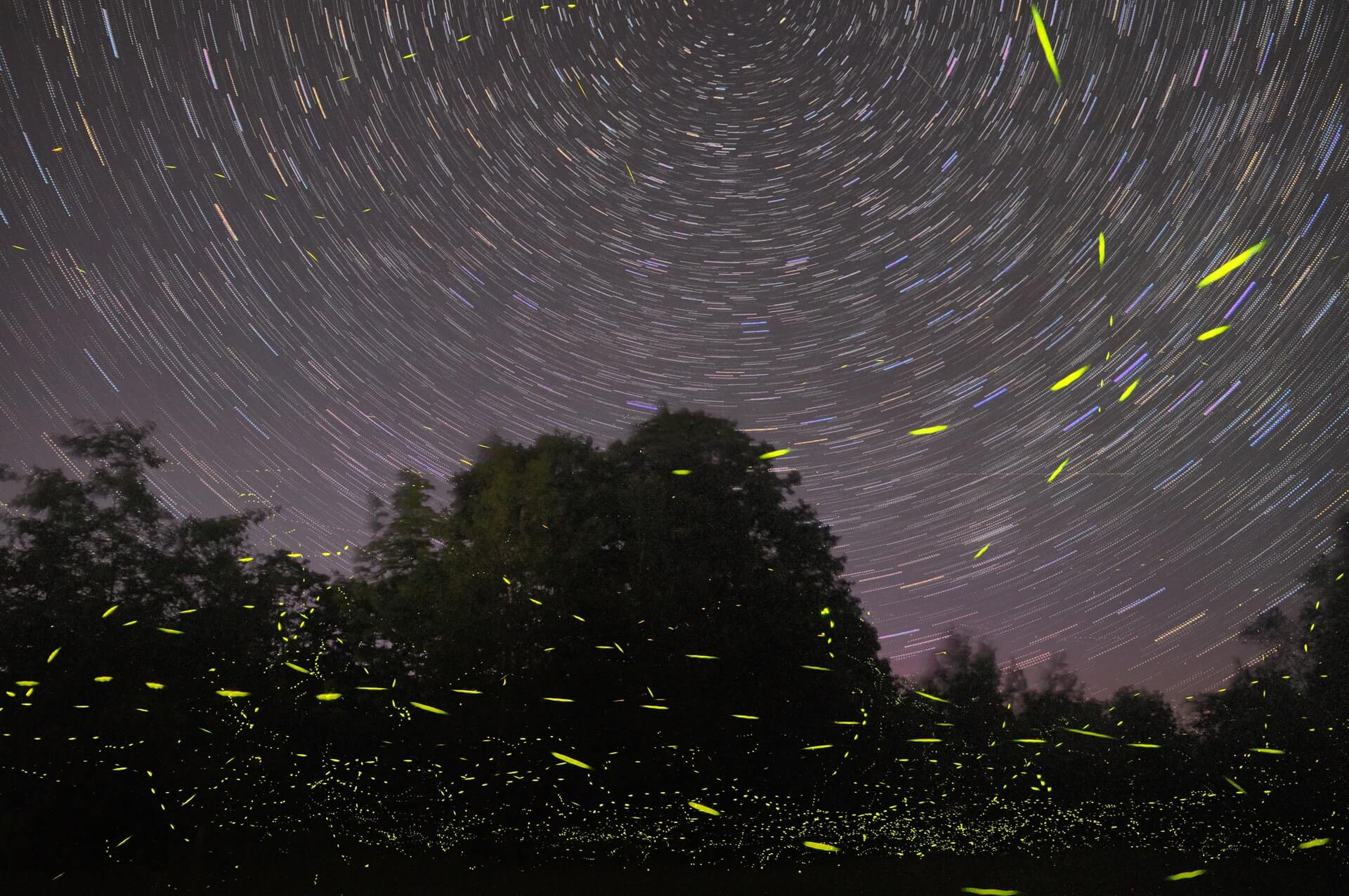 image of fireflies
